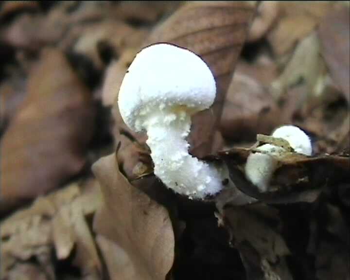 Cystoderma terreyi  var. nogalesii    Ban.Beltr. & Hein.